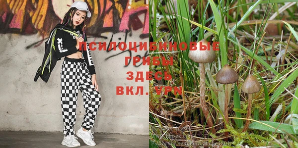 трава Верея